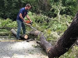 Best Root Management and Removal  in Pontotoc, MS